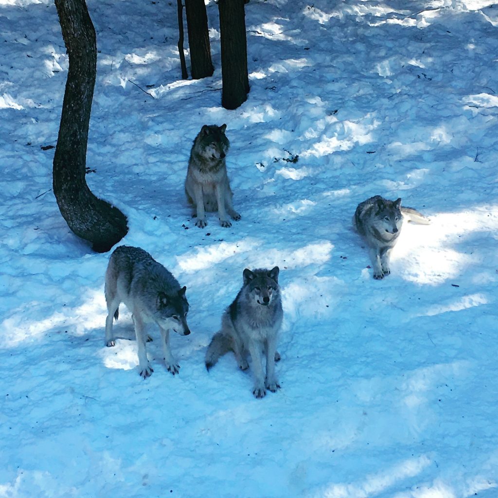 Gang de loups au parc oméga en hiver