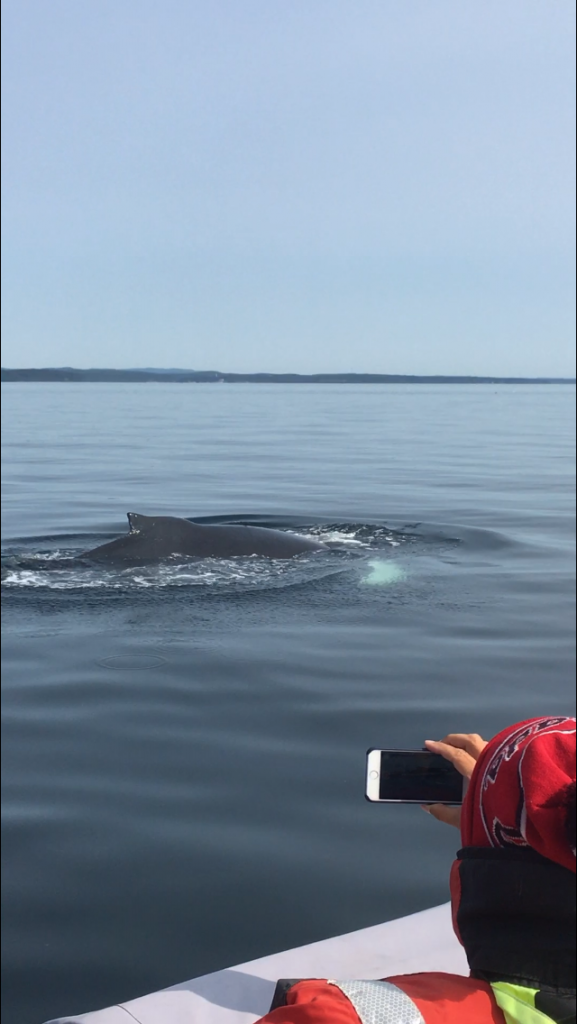 Prendre en photo une baleine pendant une excursion en bateau à Tadoussac