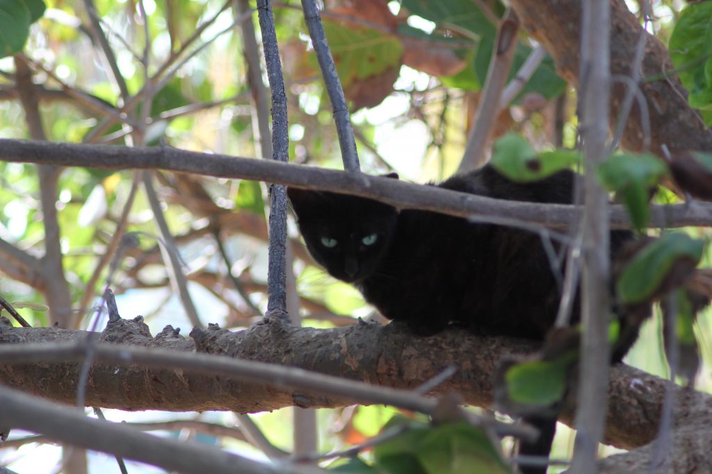 chat noir dans un arbre à Miami Floride