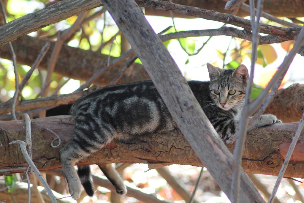 chat tigré dans un arbre à Miami Floride