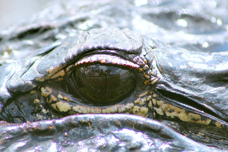 détail dr l'oeil d'un alligator américain dans les everglades en floride