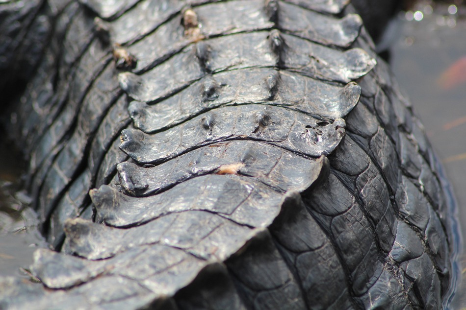 détail sur les écailles de la peau d'un alligator dans les everglades