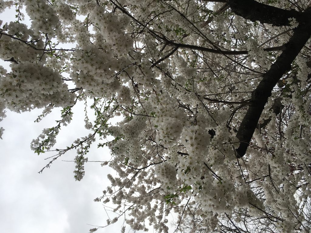 arbres à fleurs blanches au Common Park à Boston