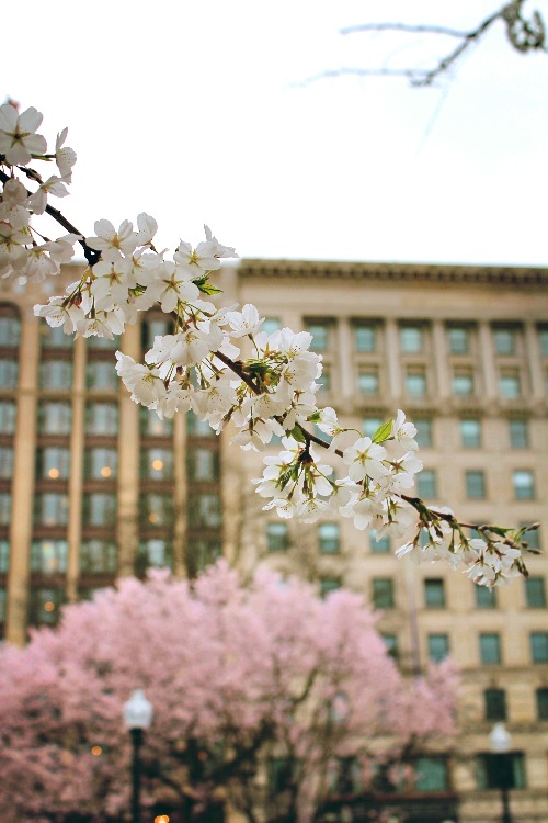 arbres à fleurs blanches et roses au Common Park à Boston