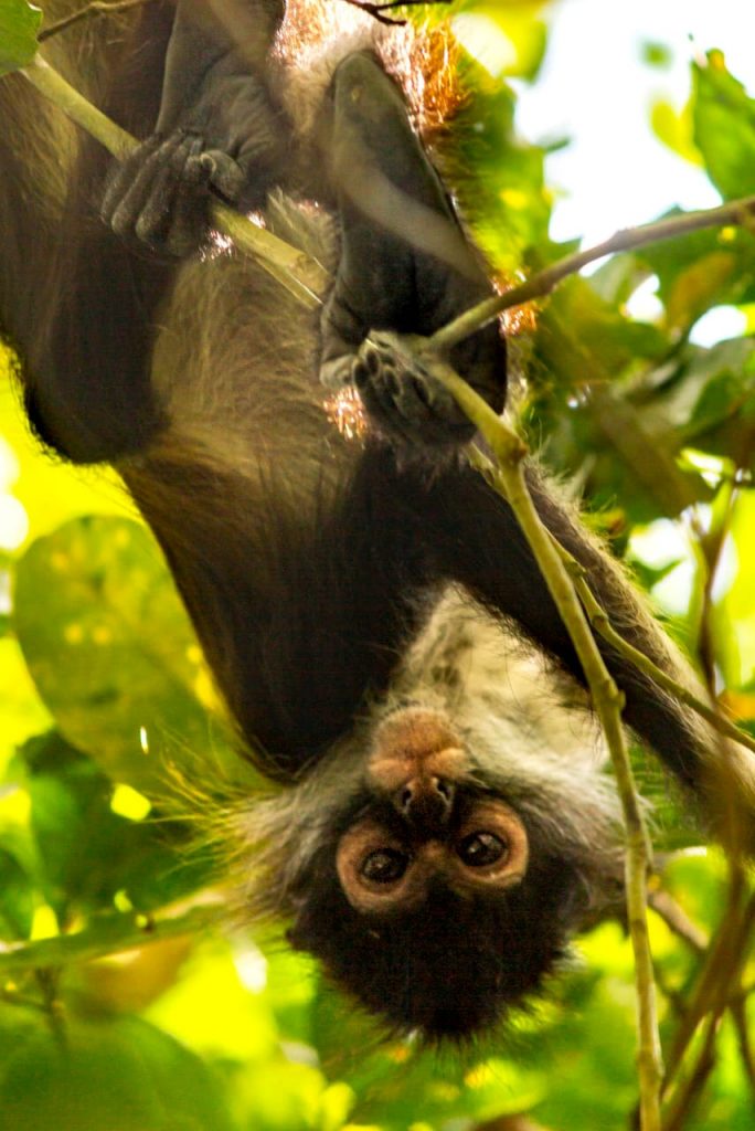 Un singe araignée tête en bas dans un arbre à Punta Laguna