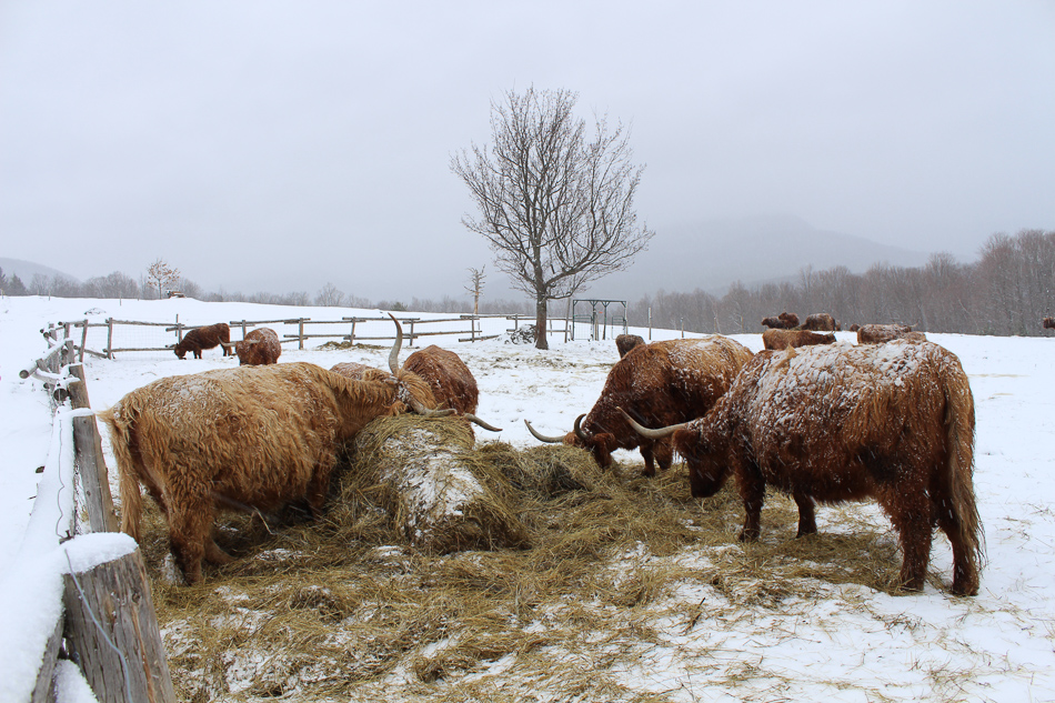 Des vaches highlands sous la neige au diable vert