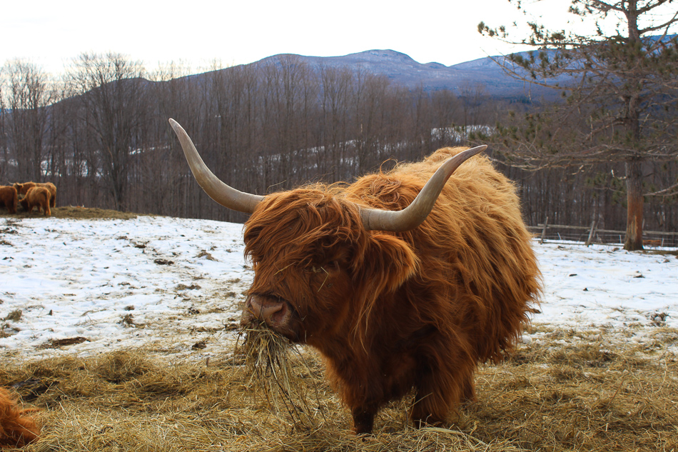 Vache de race highland au québec