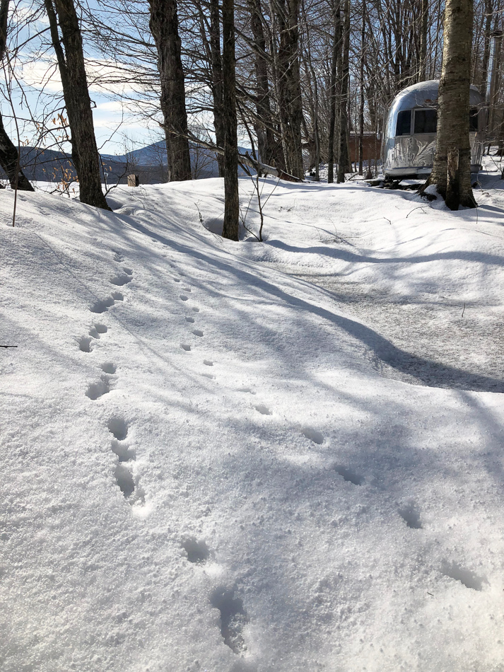 Traces d'animaux dans la neige au Québec