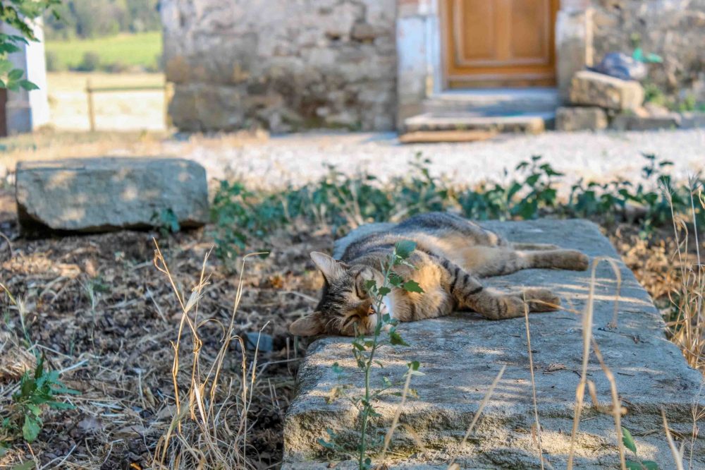 un chat allongé au soleil sur une pierre