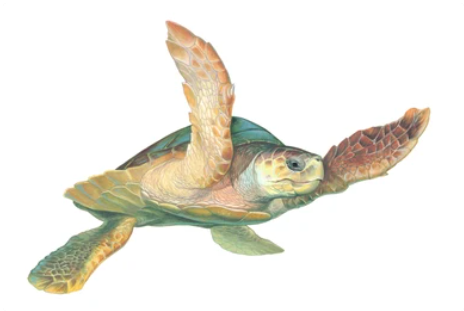 Illustration de tortue caouanne